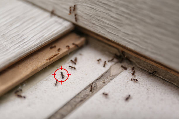 Best Pest Control for Businesses  in Chelsea, MI