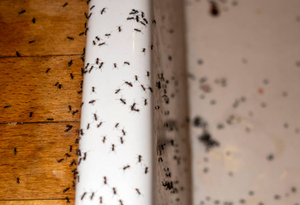 Best Bed Bug Extermination  in Chelsea, MI